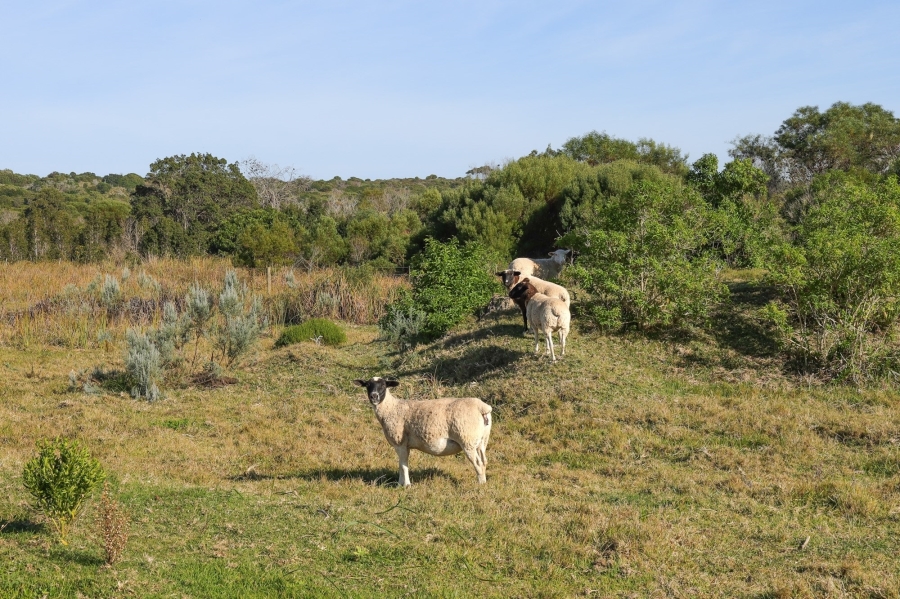 0 Bedroom Property for Sale in Kromme River Estate Eastern Cape